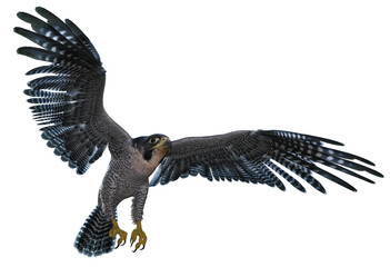 3D rendered flying falcon - 3D Illustration
