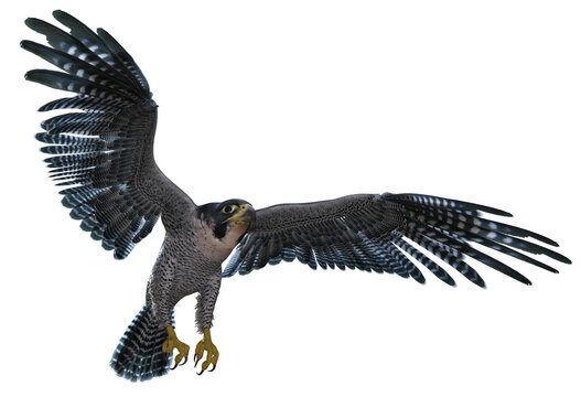 3D rendered flying falcon - 3D Illustration