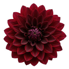 A single deep red dahlia flower with intricate petal layers isolated on transparent background © Repa