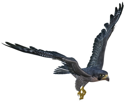 3D rendered flying falcon - 3D Illustration