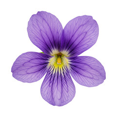 A delicate purple violet flower with dark veins and yellow center isolated on transparent background