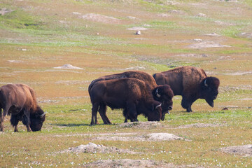 Bison herd at Theodore Roosevelt National Park, South Unit, North Dakota, USA