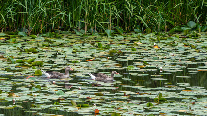 zwei Graugänse schwimmen in Seerosen