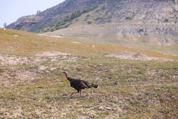 Wild turkey at Theodore Roosevelt National Park, South Unit, North Dakota, USA