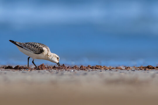 "Sanderling Feeding on the Shoreline" - Powered by Adobe