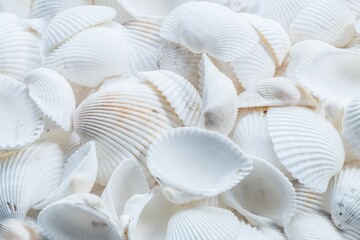 shell, sea, beach, shells, nature, seashell, white, food