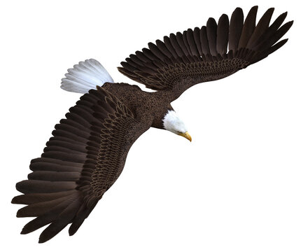 3D rendered flying bald eagle - 3D Illustration