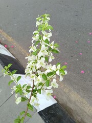 Paper flowers have benefits as ornamental plants to beautify gardens, fences, or terraces, besides having antioxidant, anti-inflammatory, and antimicrobial properties.