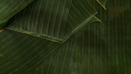 Banana leaves nature background overlapping. Rural pattern wrapping or placing local tropical snacks