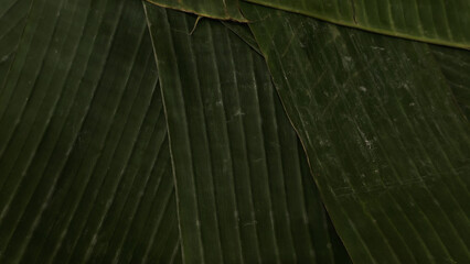 Banana leaves nature background overlapping. Rural pattern wrapping or placing local tropical snacks