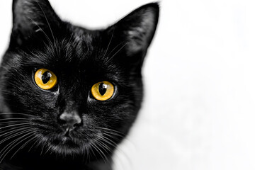 Black cat sitting gracefully on a table, isolated on white background for Halloween.