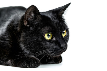 Black cat elegantly lounging on a chair, isolated on white background perfect for Halloween.