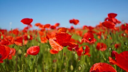 Fototapeta premium Field of vibrant red poppies under a clear blue sky flowers nature