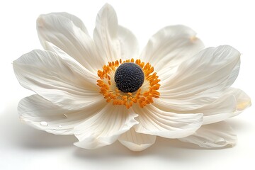 Fototapeta premium Elegant White Anemone Flower with Black Center and Orange Stamens on White