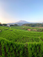 rice terraces in Indonesia 