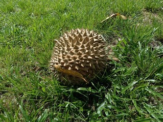  Durio zibethinus or durian fruits on the ground after its falls  under itys tree close-up.musang...
