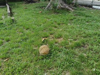  Durio zibethinus or durian fruits on the ground after its falls  under itys tree close-up.musang...