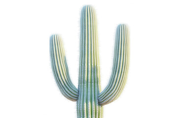 A tall saguaro cactus with three arms reaching upwards isolated on transparent background