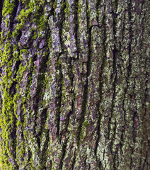 Close-up of tree bark with moss and lichen. Natural texture with rough surface and earthy tones. Perfect for organic and eco-themed backgrounds.