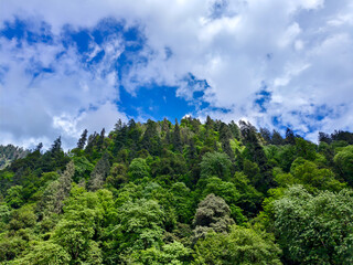 Lush Green Forest Hill Under Vibrant Blue Sky with Clouds