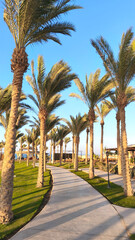Vertical summer background with palm trees along sunny coastal path near the beach, with clear blue sky and tropical resort atmosphere