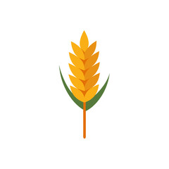  wheat-ear-on-white-background-- 