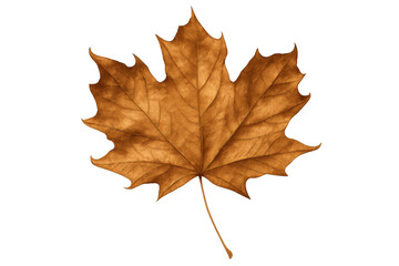 Obraz premium Close-up of a dried maple leaf, isolated on a transparent background, capturing the essence of autumn