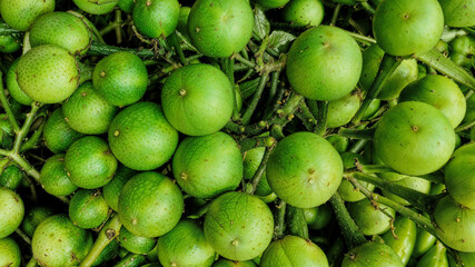 Close-Up of Fresh Takokak (Solanum torvum) – Traditional Indonesian Vegetable