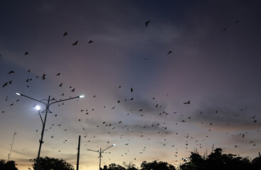 Obraz premium Bats fly in the evening leaving the trees in the middle of Soppeng city, South Sulawesi, Indonesia. Bats live in the trees in the middle of the city.