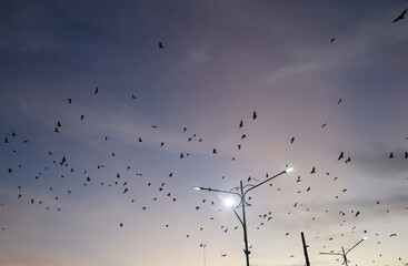 Bats fly in the evening leaving the trees in the middle of Soppeng city, South Sulawesi, Indonesia. Bats live in the trees in the middle of the city.