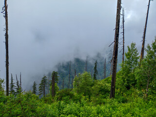 Foggy Mountain Forest with Tall Trees and Lush Greenery
