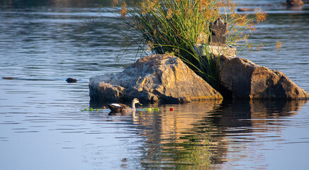 wild duck swimming in the lake