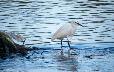 great blue heron