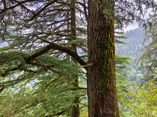 Close-Up of Pine Tree Trunk in Mountain Forest Landscape