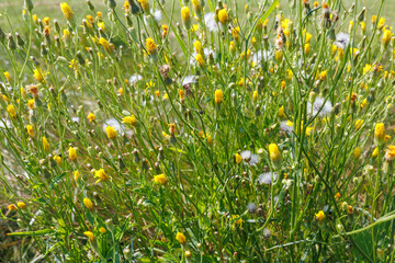 Yellow hawkweed flowers and seed heads in grass