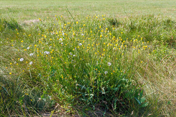 Yellow hawkweed flowers and seed heads in grass