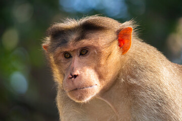 close up of a baboon