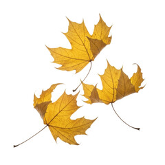 Fototapeta premium Three yellow maple leaves on a transparent background. Perfect for autumn designs and seasonal projects.