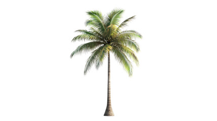 Realistic coconut tree modeled in 3D rendering, background isolated on a Transparent background, PNG file.