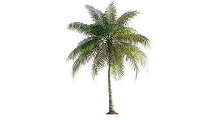 Realistic coconut tree modeled in 3D rendering, background isolated on a Transparent background, PNG file.
