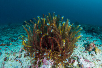 coral in Ticao Island Philippines