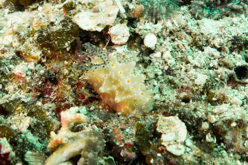 coral in Ticao Island Philippines