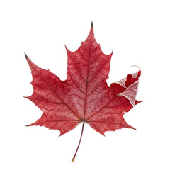 Fototapeta premium Close up of a red maple leaf with frost on its edges. Great for autumn or winter themes.