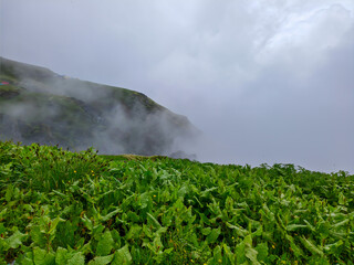 Misty Hillside with Lush Green Foliage and Atmospheric Cliff View