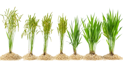 Rice plant at different growth stages background isolated on a Transparent background, PNG file.