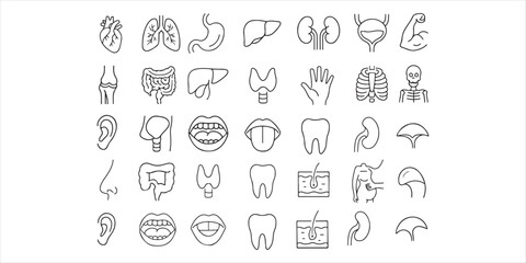 Medical organs line icon set. Vector pictograms of anatomy, body parts, kidney, bladder, pancreas, intestine, thyroid, pelvis, skeleton, joint, hand, nose, mouth, tongue, with while background 