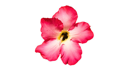 A bright pink frangipani flower with delicate petals in full bloom, the details of the natural...