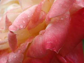 花の水滴をマクロ撮影しました