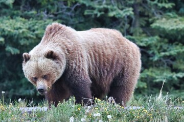 Fototapeta premium Yukon Territories, Canada