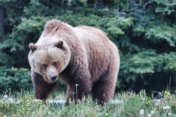 Obraz premium Yukon Territories, Canada